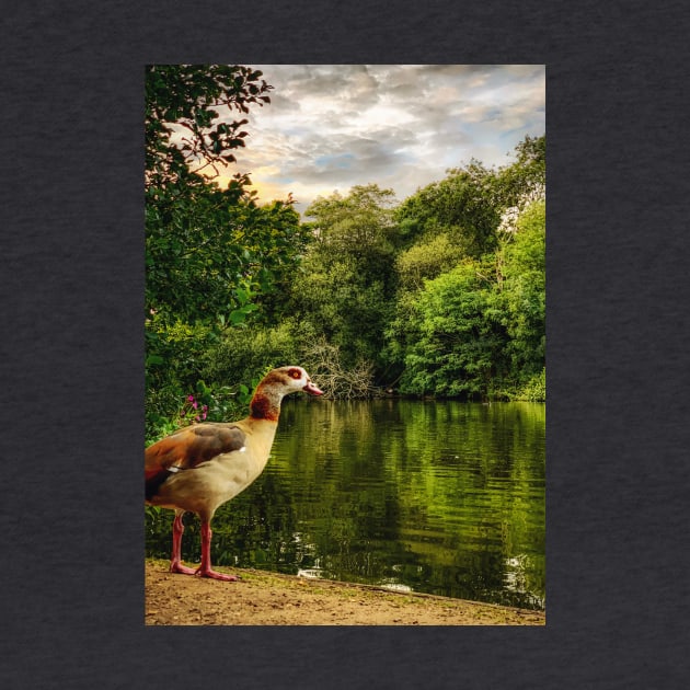 Egyptian Goose by Scala Ad Astra Forum